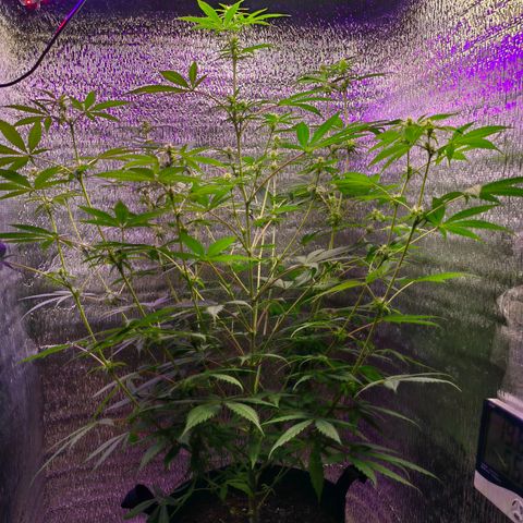 1A Black Kush 98 growlog timeline photo