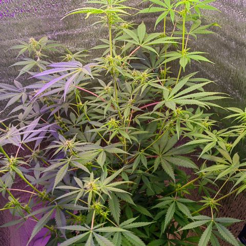 1A Black Kush 98 growlog timeline photo