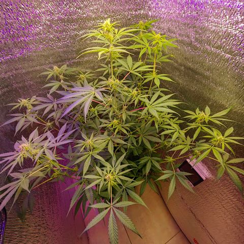 1A Black Kush 98 growlog timeline photo