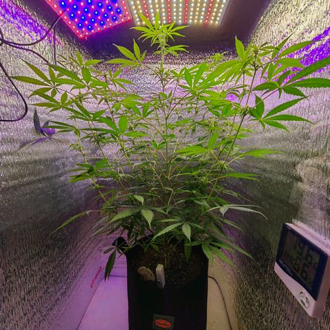 1A Black Kush 98 growlog timeline photo