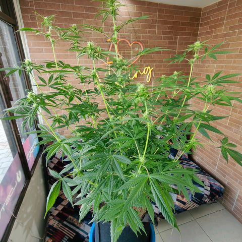 1A Black Kush 98 growlog timeline photo