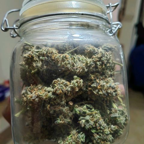 Auto Super Skunk growlog timeline photo