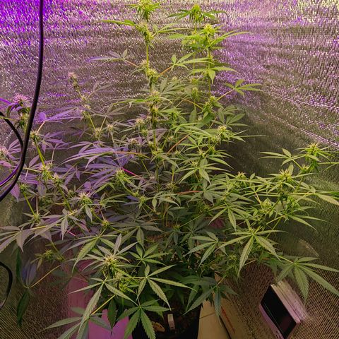 1A Black Kush 98 growlog timeline photo