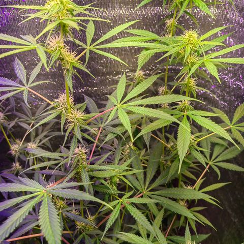 1A Black Kush 98 growlog timeline photo