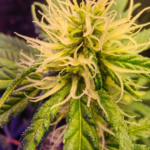 1A Black Kush 98 growlog timeline photo