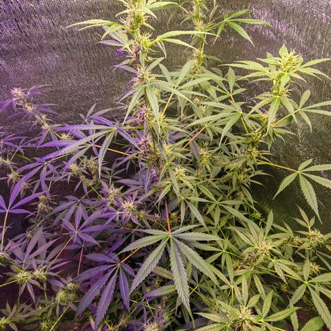 1A Black Kush 98 growlog timeline photo
