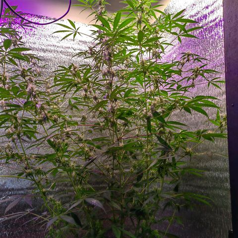 1A Black Kush 98 growlog timeline photo