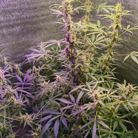 1A Black Kush 98 growlog timeline photo