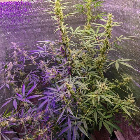 1A Black Kush 98 growlog timeline photo