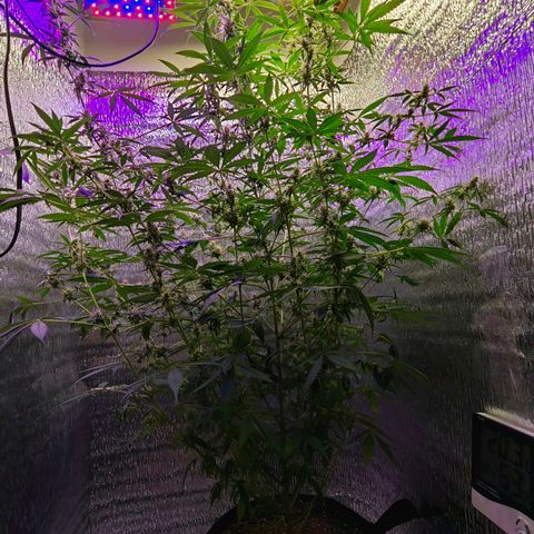 1A Black Kush 98 growlog timeline photo