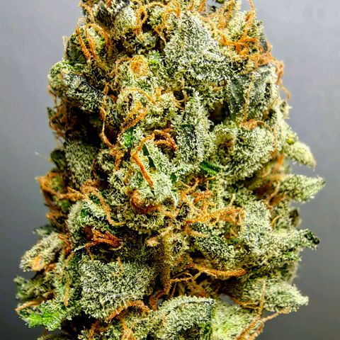 Auto Super Skunk growlog timeline photo
