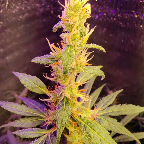 1A Black Kush 98 growlog timeline photo