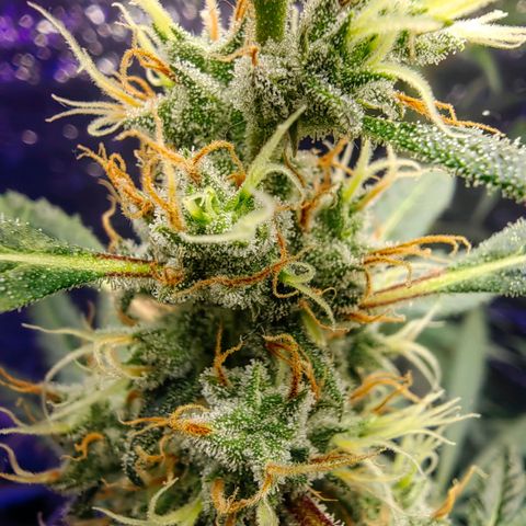 1A Black Kush 98 growlog timeline photo