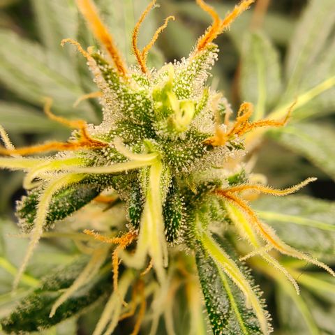 1A Black Kush 98 growlog timeline photo
