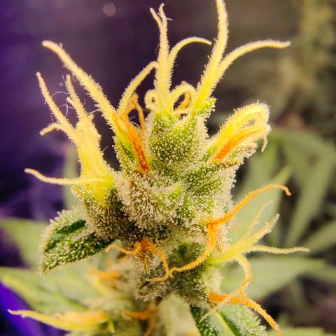 1A Black Kush 98 growlog timeline photo