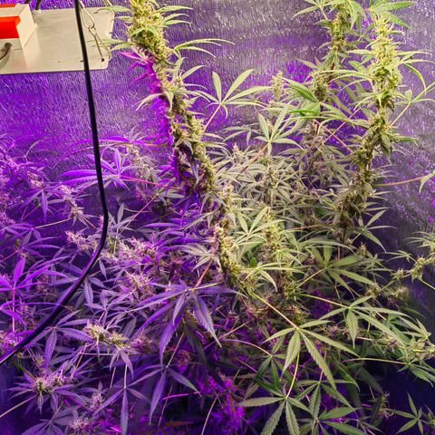 1A Black Kush 98 growlog timeline photo