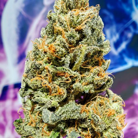 Auto Super Skunk growlog timeline photo