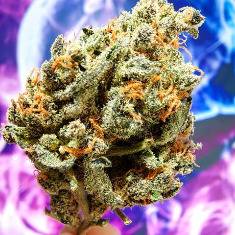 Auto Super Skunk growlog timeline photo