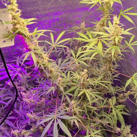1A Black Kush 98 growlog timeline photo