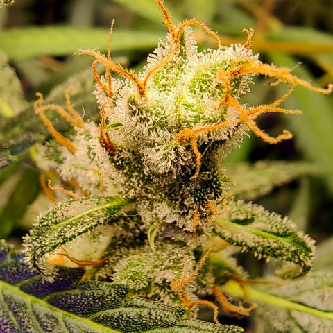 1A Black Kush 98 growlog timeline photo
