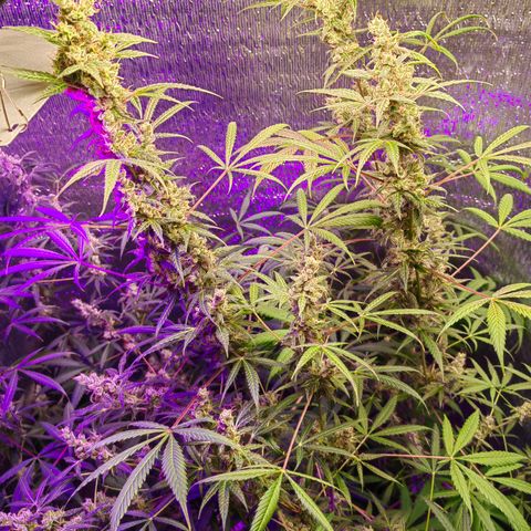 1A Black Kush 98 growlog timeline photo