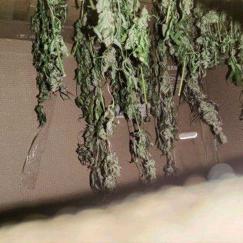 1A Black Kush 98 growlog timeline photo