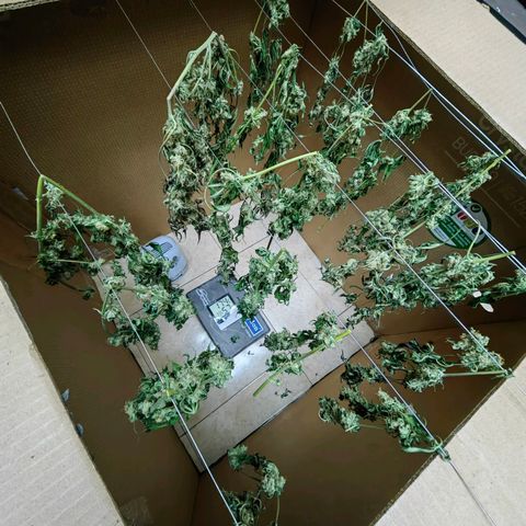 1A Black Kush 98 growlog timeline photo