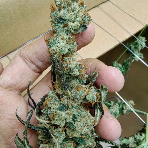 1A Black Kush 98 growlog timeline photo