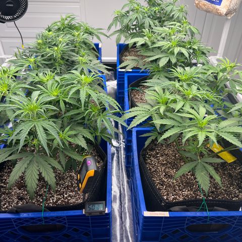  1 Durban Poison - Auto growlog timeline photo
