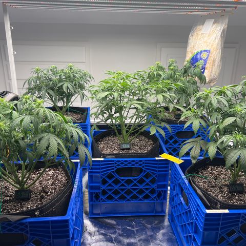 1 Durban Poison - Auto growlog timeline photo