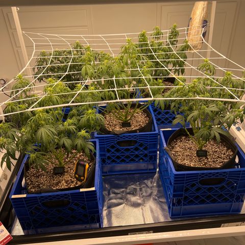  1 Durban Poison - Auto growlog timeline photo