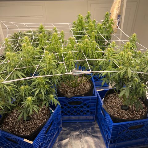  1 Durban Poison - Auto growlog timeline photo