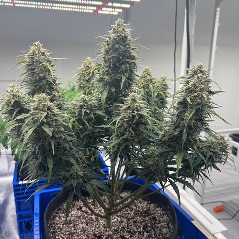  1 Durban Poison - Auto growlog photo: Almost ready to harvest 