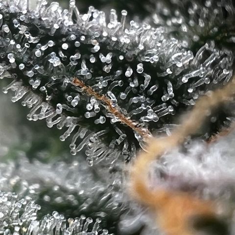  1 Durban Poison - Auto growlog photo: Day of harvest 