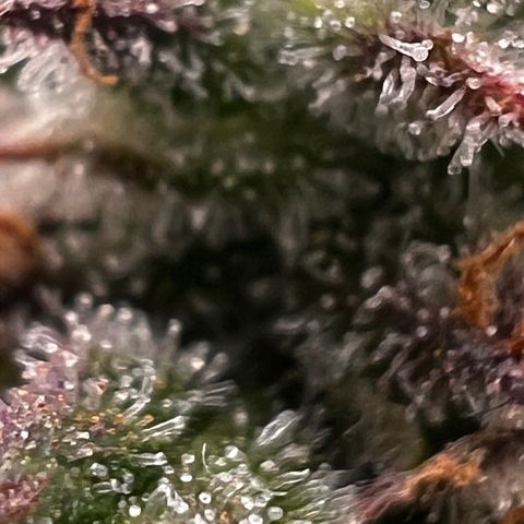  1 Durban Poison - Auto growlog timeline photo
