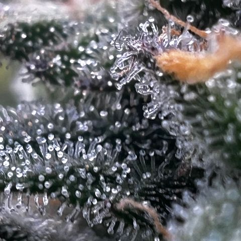  1 Durban Poison - Auto growlog timeline photo