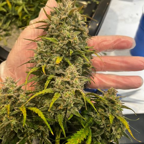  1 Durban Poison - Auto growlog photo: Largest cola at harvest 