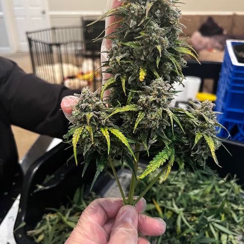  1 Durban Poison - Auto growlog timeline photo