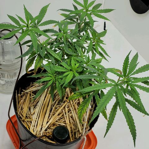 Resiliente growlog timeline photo