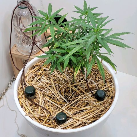 Resiliente growlog photo: Transplante