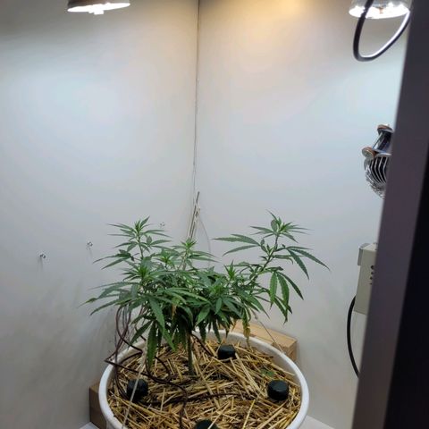 Resiliente growlog timeline photo
