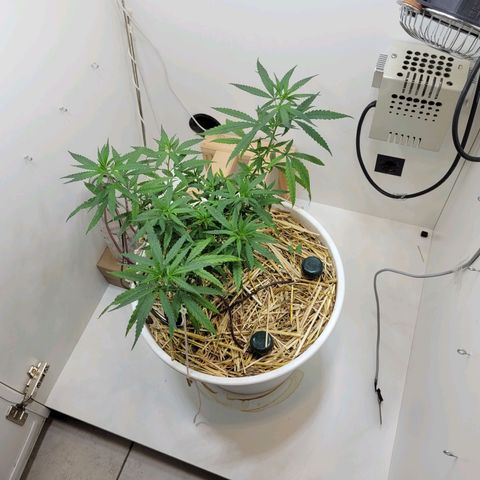 Resiliente growlog timeline photo