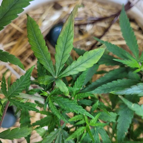Resiliente growlog timeline photo