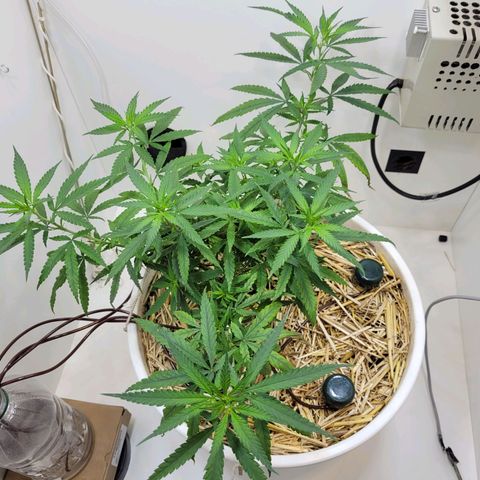 Resiliente growlog timeline photo