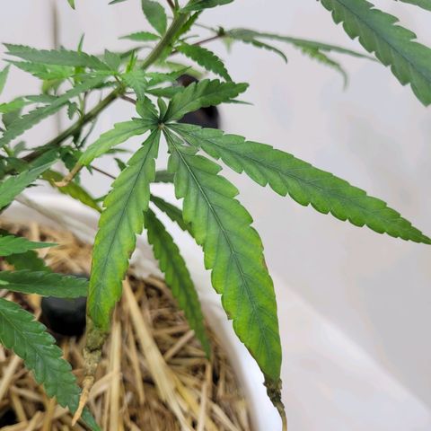 Resiliente growlog timeline photo