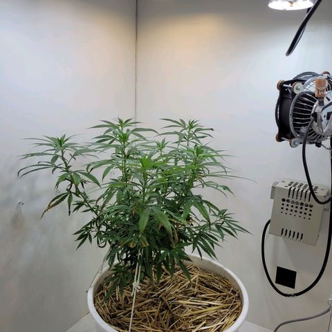 Resiliente growlog timeline photo
