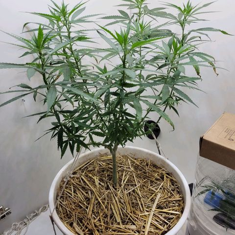 Resiliente growlog timeline photo