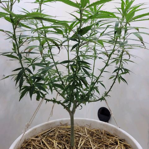 Resiliente growlog timeline photo