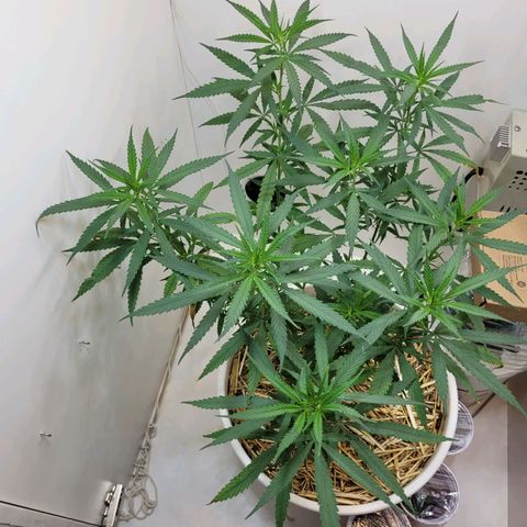 Resiliente growlog timeline photo
