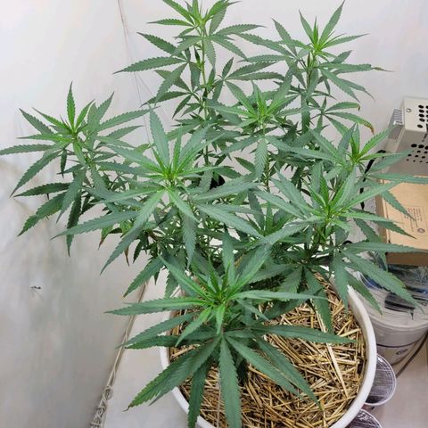 Resiliente growlog timeline photo